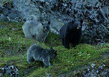 220px-Glacier_Bear_with_cubs.jpg
