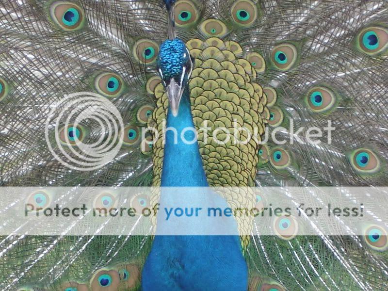 peacock003.jpg