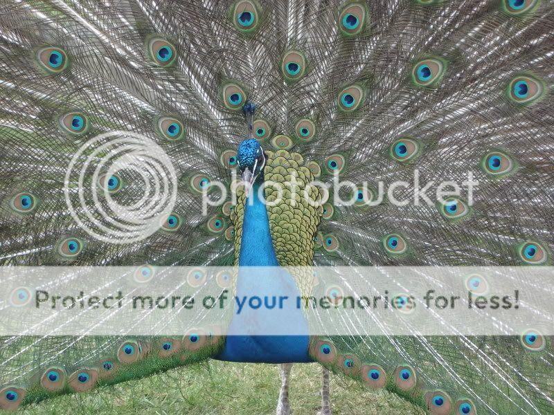 peacock005.jpg