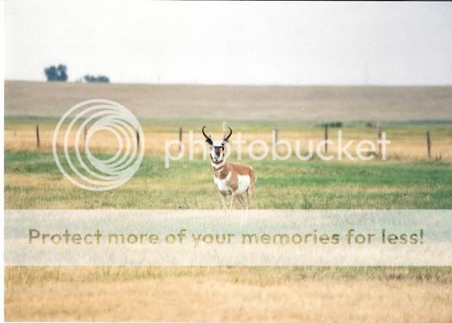antelope3.jpg