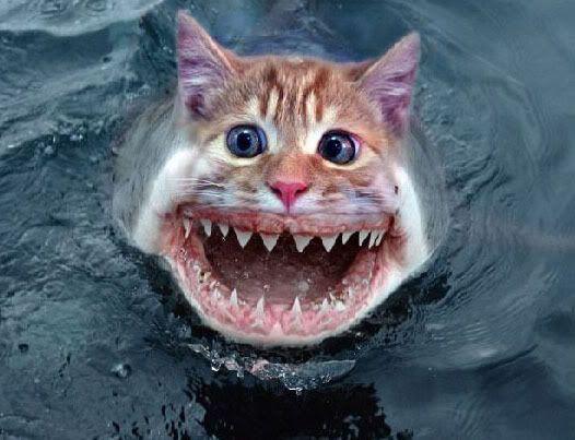 sharkcat.jpg