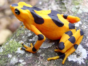 Panamanian-Golden-Frog.jpg